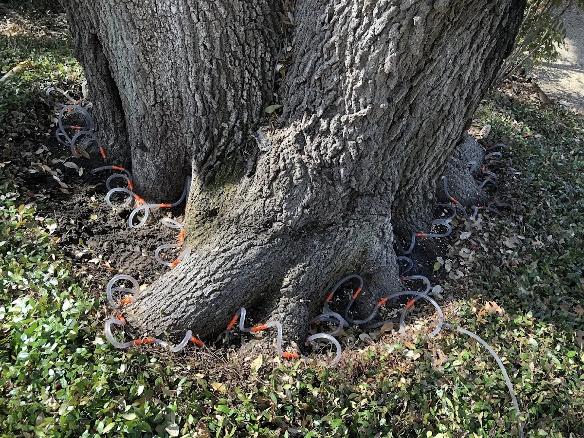 Detailed Tree Cabling and Bracing job site in Bowie
