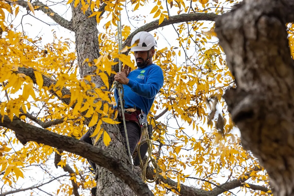 Skilled Storm Damage Cleanup crew working in Bowie